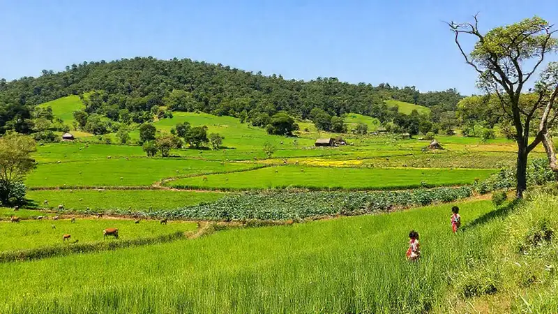 Reserva natural, campos verdes y vida diversa