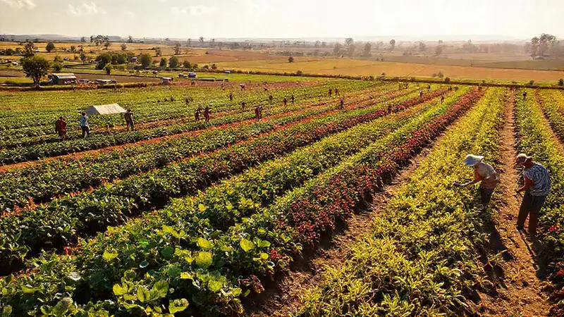 Campo de resistencia con trabajo comunitario y color
