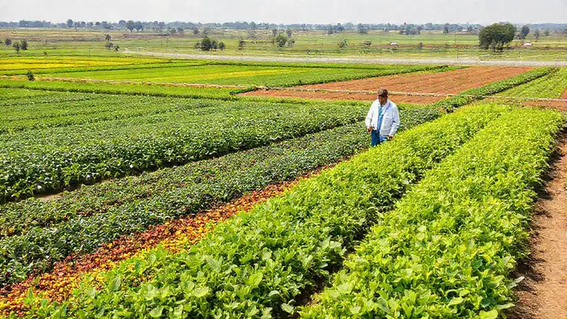 Campos sostenibles con ciencia y tecnología agrícola